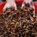 We Might Be Forced to Eat Cockroach Powder in the Future