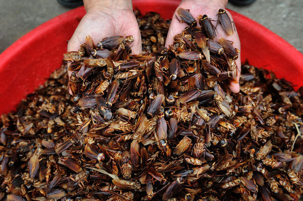We Might Be Forced to Eat Cockroach Powder in the Future
