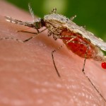 tropical-disease-malaria-mosquito-CDC-public-domain-150x150