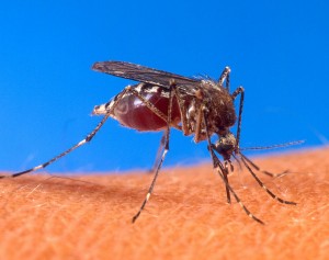 tropical-disease-mosquito-Chikungunya-public-domain-300x237