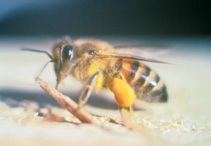 killer bee public domain