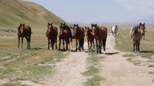 Horses near the Chinese and Kyrgyzstan border. (photo by Kirsten Koza)