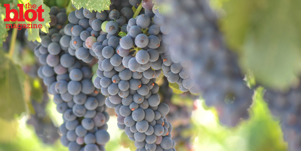 Some Australian vintners are spraying sunscreen on their grapes protect them from the hot sun. We can't wait to hear wine snobs opine about SPF 'legs,' etc.