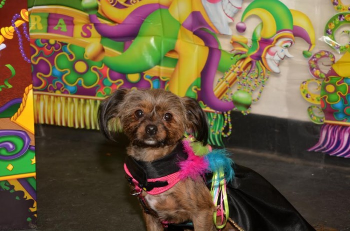 What happens when dogs get together to celebrate Mardi Gras birthdays? Rockettes and Playboy Bunnies show up and funds get raised for an animal shelter. (Photo by Dorri Olds)