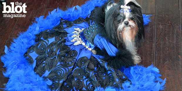 PupScouts' first Pre-Oscar Red Carpet Pawty, held Sunday, featured dogs dressed in fancy attire inspired by some of today's biggest movie stars. Here is Princess, in a gown made by her dad Kevin Ugarte. (Photo by Dorri Olds)