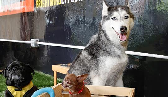 Last week in New York, Purina celebrated its new adult dog food line — and National Pet Appreciation Week — by showcasing senior dogs in need of furever homes. 
