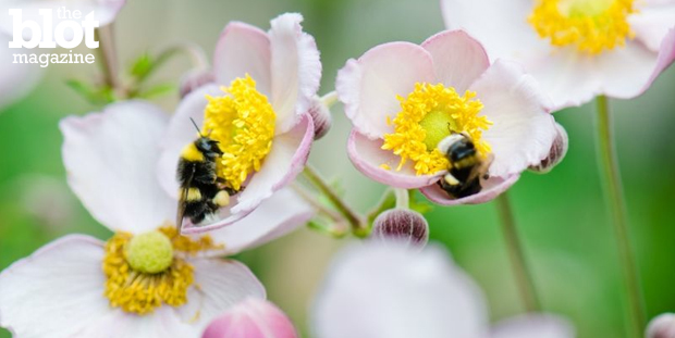We can all help the plight of bees, butterflies and other pollinators by planting gardens. No green thumb? No worries — here's some easy expert advice. 