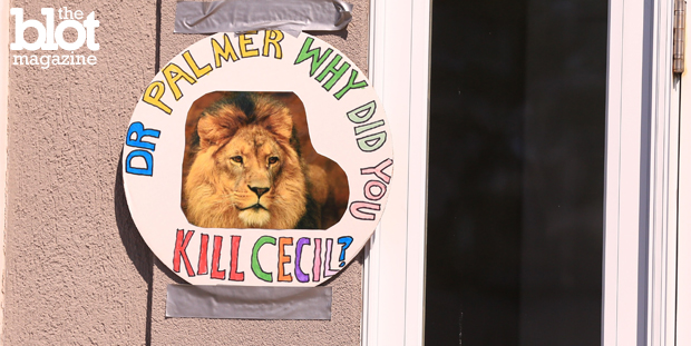 The gruesome death of Cecil the lion at the hands of American dentist Walter Palmer on an African trophy hunting trip has caused many to rightly call for an end to such hunts. Above, a poster featuring Cecil outside Palmer’s office in Bloomington, Minn. (© Kate Purdy/Demotix/Corbis photo)