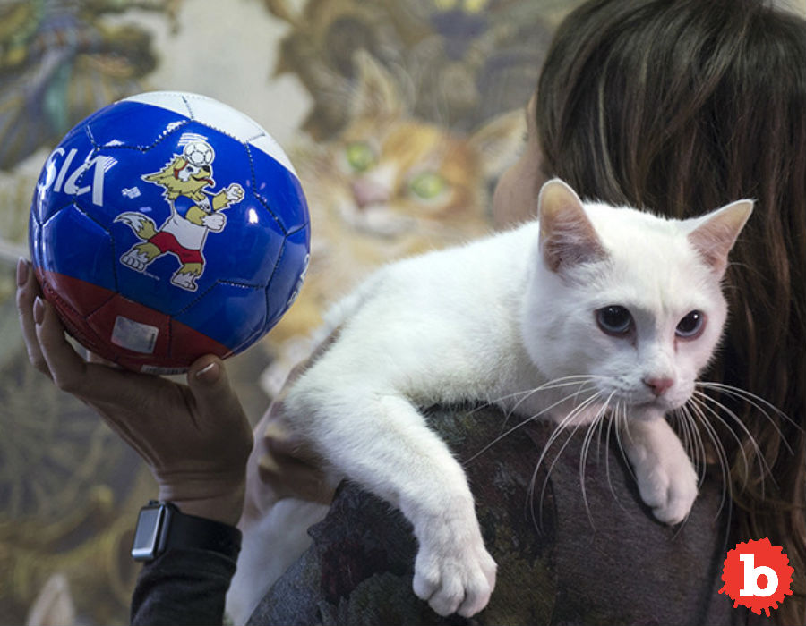 Achilles the Russian Psychic Cat Called 1st World Cup Game