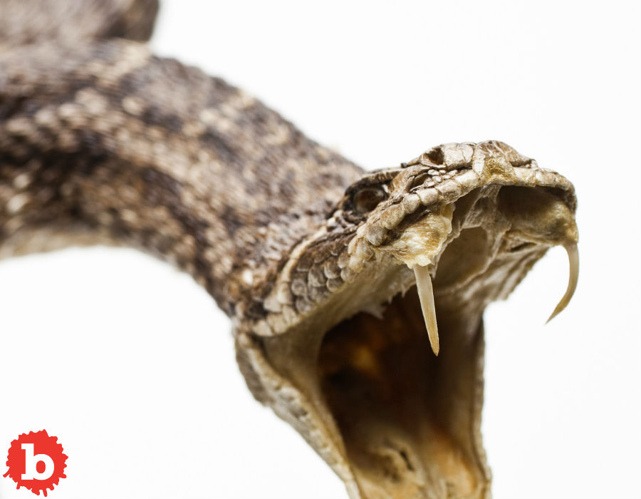 Severed Rattlesnake Head Bites Man in Corpus Christi