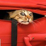 Summertime Cat Travel Guide, the Best How-To