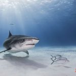Tiger Shark Bites Off Teens Penis and Femur, Killing Him