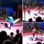 Tortured? Circus Bear Attacks Abusive Handler in Show