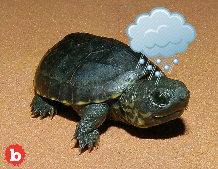 Turtles Love Hailstorms and Vice Versa