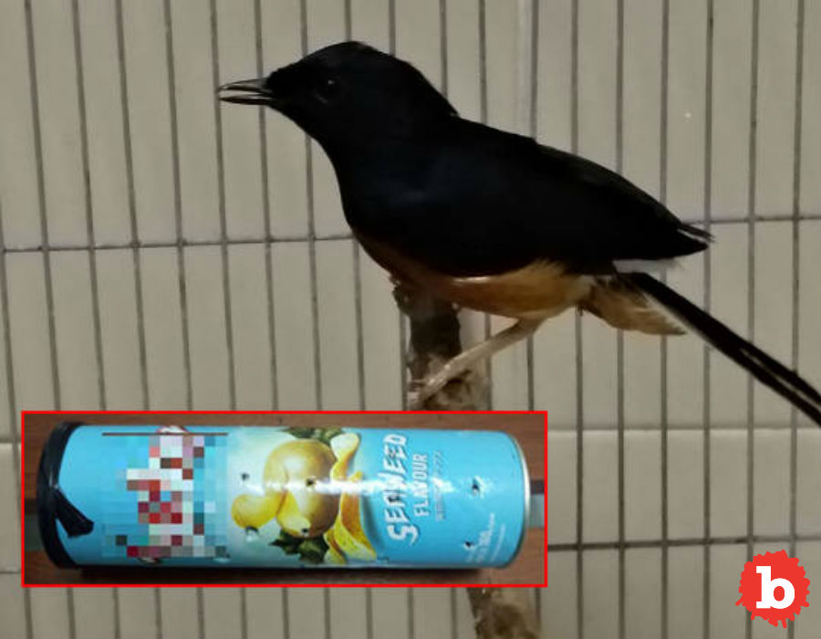 Tragic, Endangered Bird Smuggled In A Can of Chips