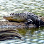 Gator Attacks Homeless Florida Woman in Late Lake Swim