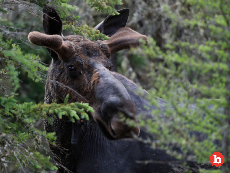 Tourists Hunt Pics of Moose, Moose Drowns in Lake