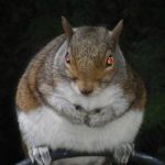 Did Zombie Squirrel Brains Kill a Rochester Hunter?