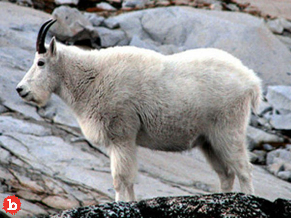 Mountain Goats Airlifted from Parks, Addicted to Human Pee