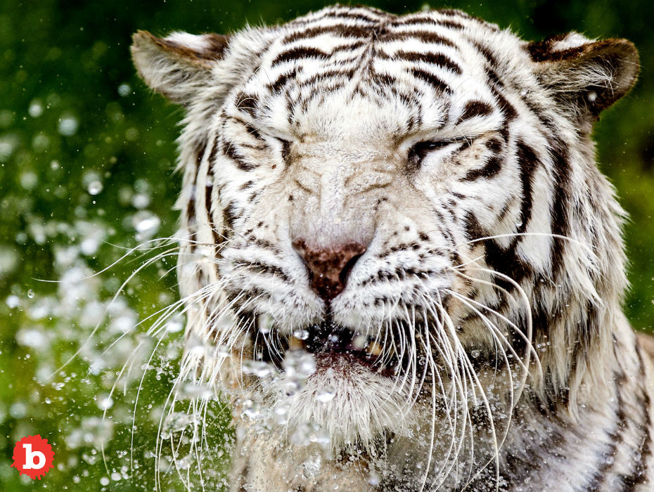 White Tiger Riku Kills Zookeeper in Japan