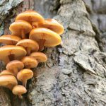 Biologist Discovers Truth about Michigan’s Humongous Fungus