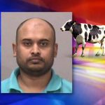 Cow Rapist Says Beast is Reincarnation of Dead Wife
