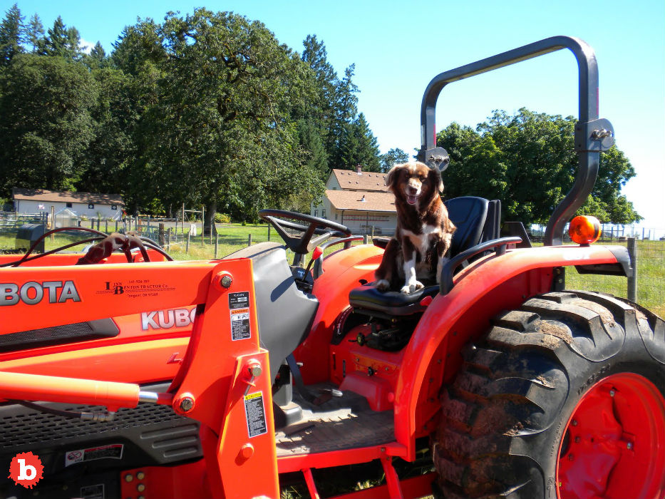 Bad End, English Millionaire Killed By Dog Driving Tractor