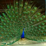 Peacock Named Pea Runs Away for Turkey Love