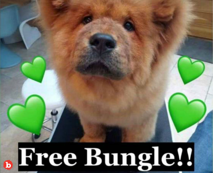 Police Release Chow Puppy Bungle After Public Uproar