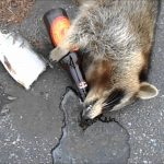 Rabid? No, West Virginia Had Shitfaced Drunk Raccoon Scare