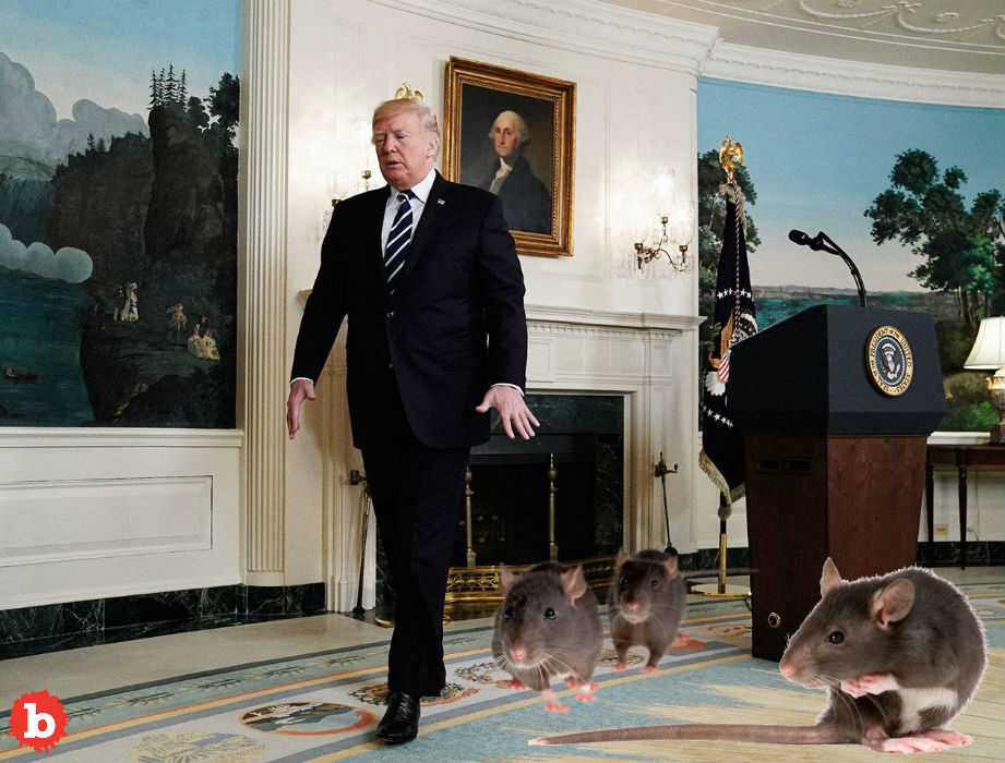 Washington, DC Infested With Genius Rat Problem