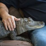 Penn Man Has Alligator for Emotional Support