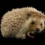 CDC: Don’t Snuggle or Kiss Hedgehogs Because Salmonella