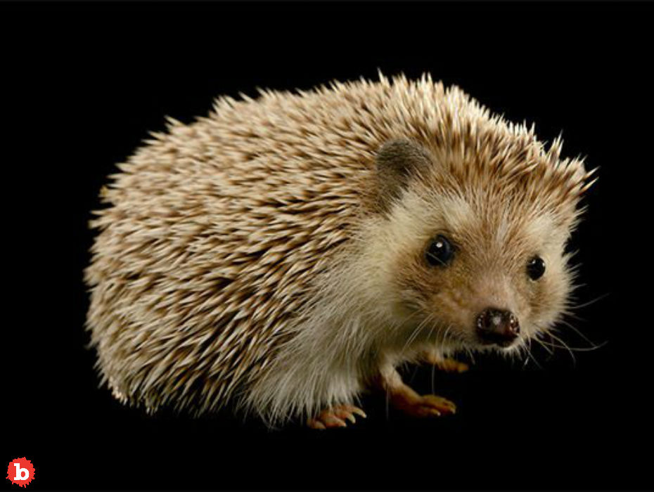 CDC: Don’t Snuggle or Kiss Hedgehogs Because Salmonella