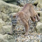 Runner Chokes Attacking Mountain Lion to Death
