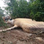 Dead Humpback Whale Carcass Appears Inside Amazon Jungle