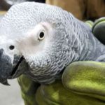 Mystery Parrot Hugo Finds Owner Speaking Slovak