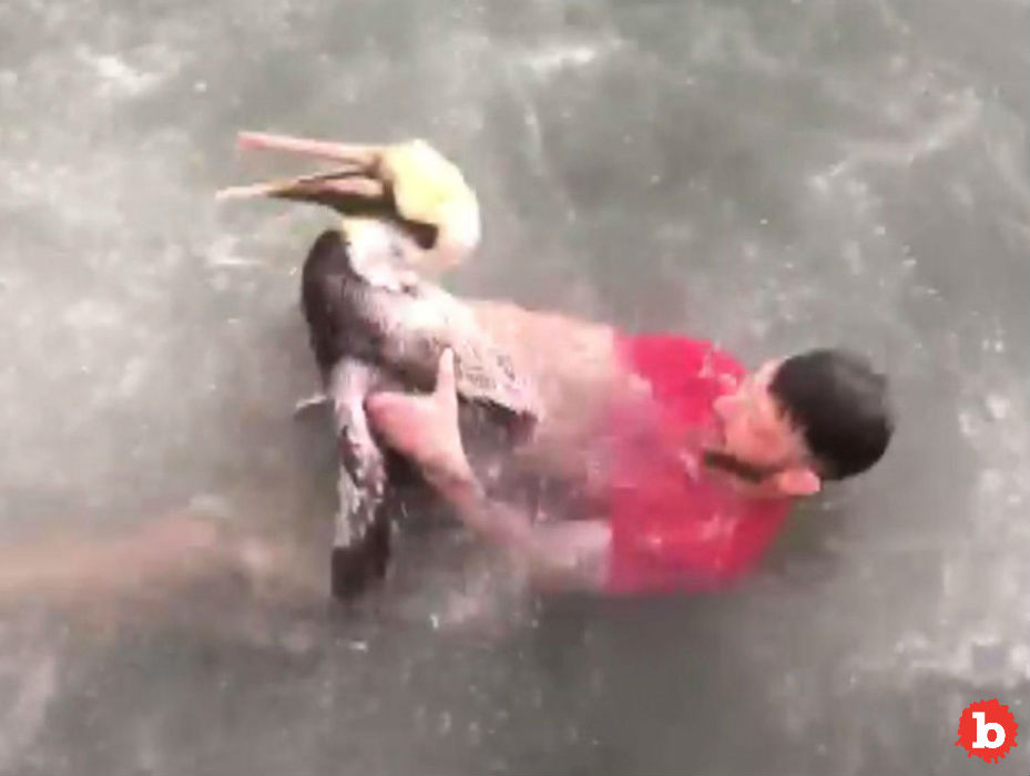 Police Arrest Idiot Who Assaulted a Brown Pelican on Viral Video