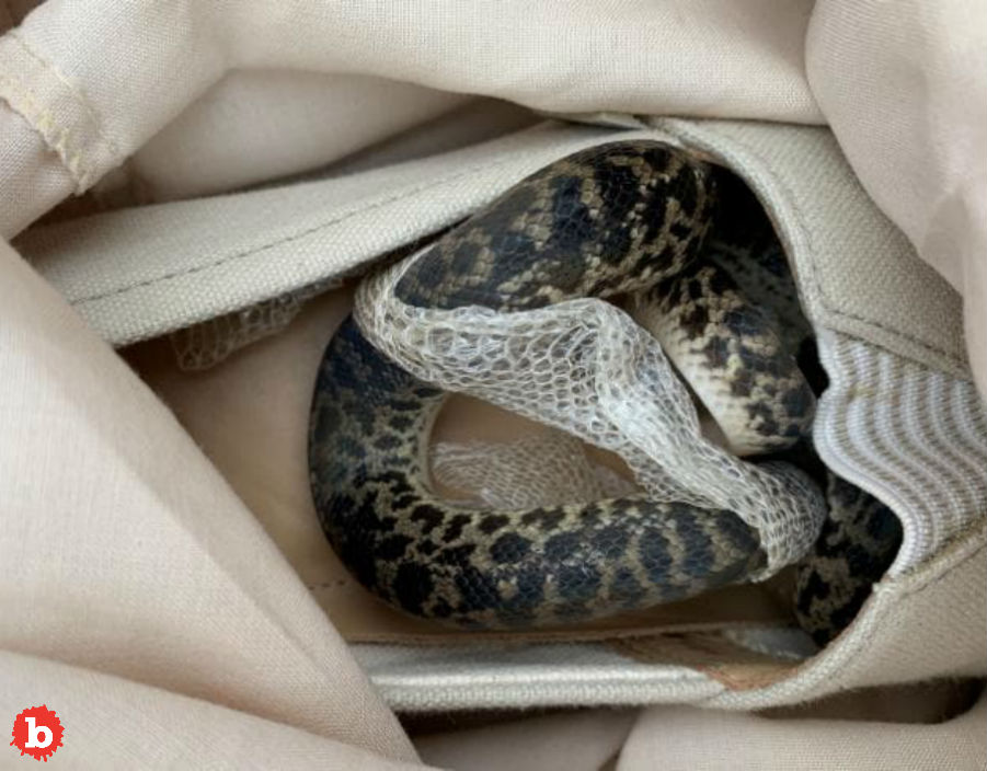 Snake Stows Away in Scottish Woman’s Shoe Across the World