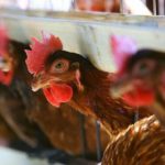 Pecked to Death, Chickens Kill Fox Who Gets Into Henhouse