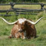 Oklahoma Longhorn Escapes Meatpacking Plant, Hightails It