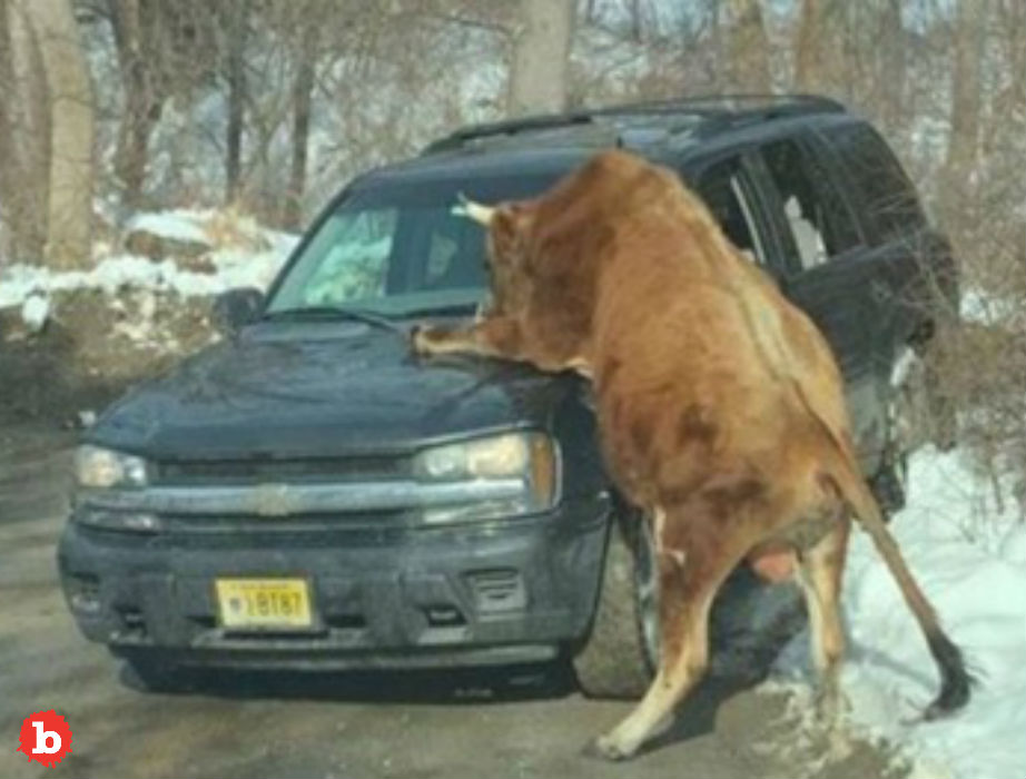 Cops in New Jersey Shoot Pet Bull After Cruiser Attack