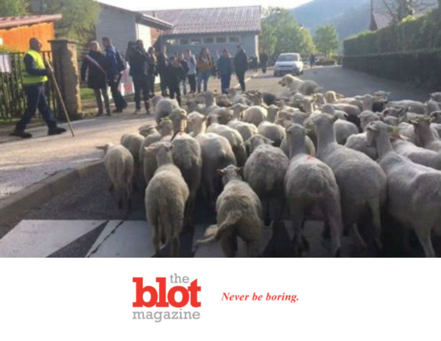 French Alps Primary School Register 15 Sheep to Stay Open