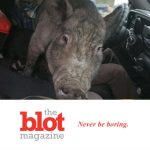 Minnesota Police Pull Over Driver With 250lb Pig in Lap