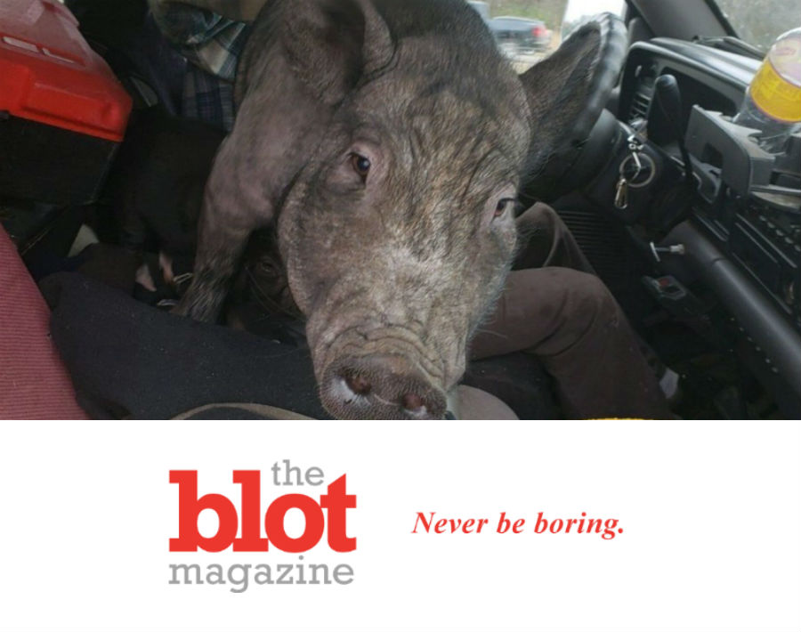 Minnesota Police Pull Over Driver With 250lb Pig in Lap