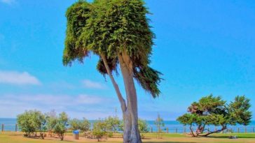 Tragedy As Tree That Inspired Dr Seuss The Lorax is Dead