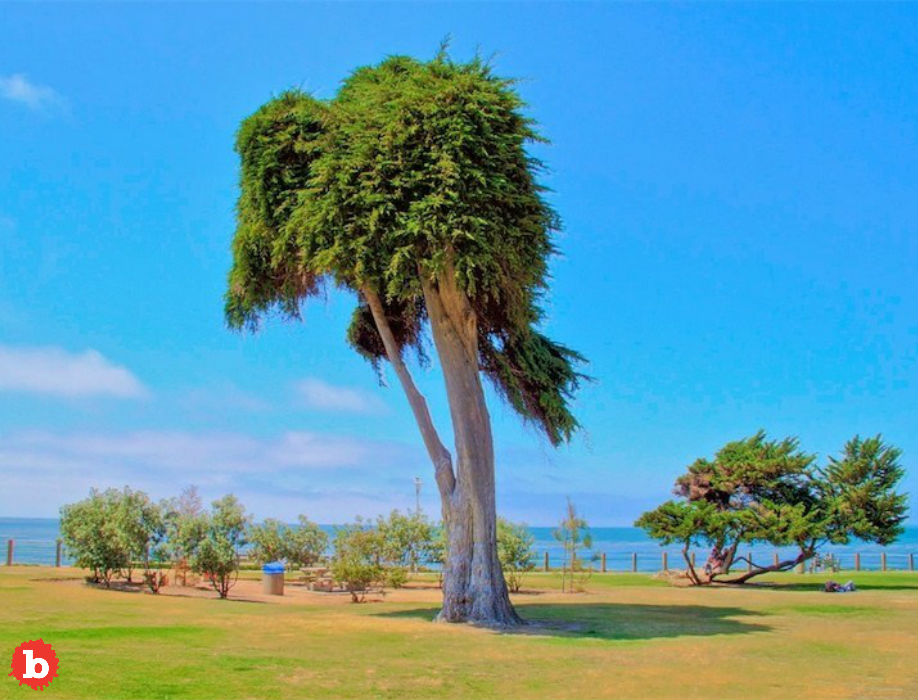Tragedy As Tree That Inspired Dr Seuss The Lorax is Dead