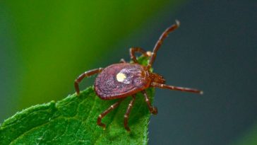 Lone Star Tick Bites Can Cause Sudden Allergy to Red Meat