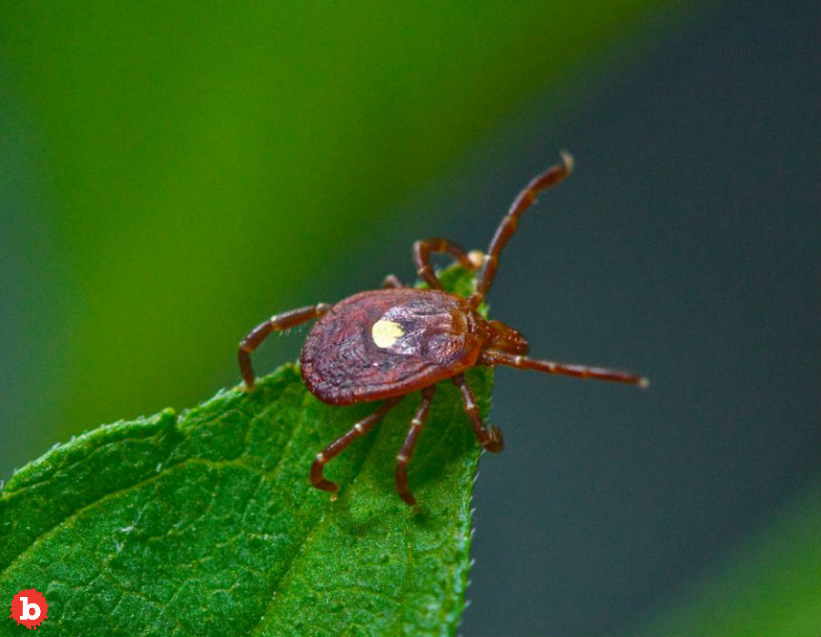 Lone Star Tick Bites Can Cause Sudden Allergy to Red Meat