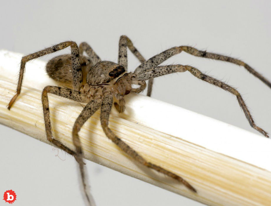 Brown Recluse Spider Took Up Residence in Missouri Woman’s Ear